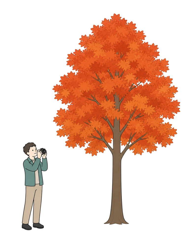 Man photographing an autumn tree