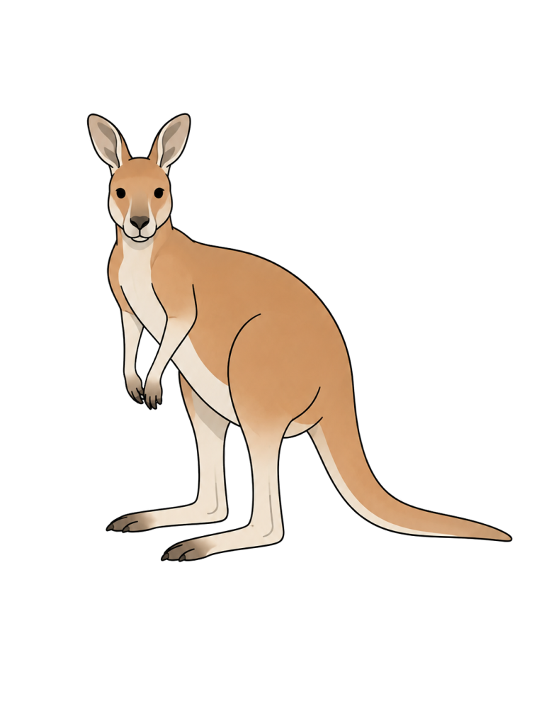 Kangaroo