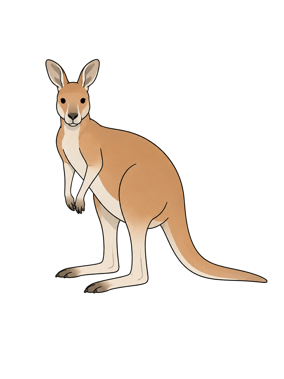 YURUNDO illustration: Kangaroo