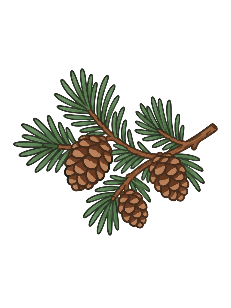 Pine branch with pinecones