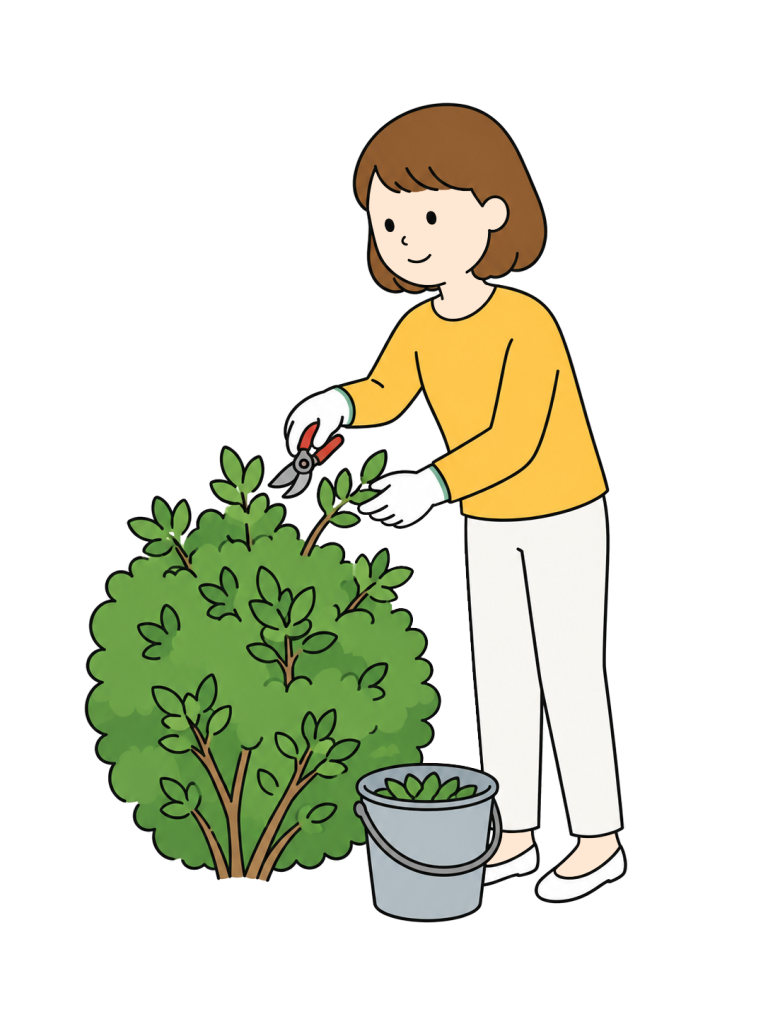 Volunteer caring for community plants and shrubs